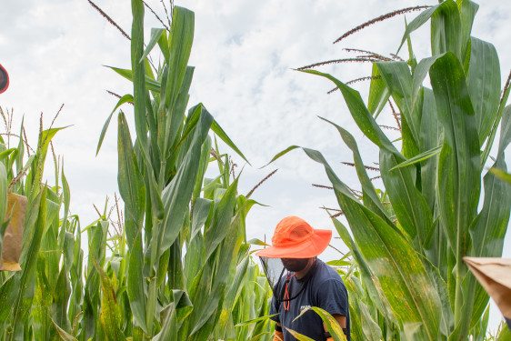 Saisonniers champs R&D