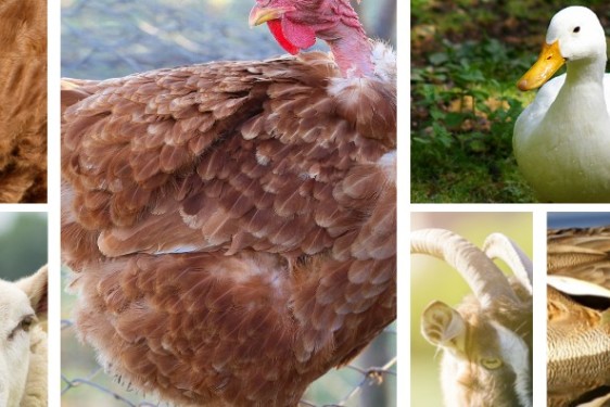 bannière soal animaux